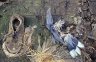 Rock Pigeon (<em>Columba livia</em>) carcass and a shoe, market, Bahir Dar, ETHIOPIA