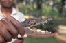 Slender-snouted Crocodile (<em>Crocodylus cataphractus</em>), DiPi Crocodile Farm, Assouindé, Côte d'Ivoire (CÔTE D’IVOIRE (IVORY COAST)