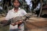 Dwarf Crocodile (<em>Osteolaemus tetraspis</em>), DiPi Crocodile Farm, Assouindé, Côte d'Ivoire (CÔTE D’IVOIRE (IVORY COAST)