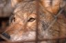 Ex-movie star Wolf (<em>Canis lupus</em>), Bear Sanctuary, Veresegyház, HUNGARY