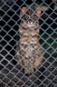 Amur Leopard Cat (<em>Prionailurus bengalensis euptilura</em>), Szeged Zoo, Szeged, HUNGARY