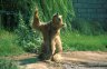Syrian Brown Bear (<em>Ursus arctos syriacus</em>), Bãbolsar Zoo, IRAN