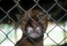 Cougar (<em>Felis concolor</em>), Parque Zoológico Quistacocha, Laguna de Quistacocha, near Iquitos, PERU