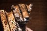 Jaguar (<em>Panthera onca paraguensis</em>), Zoologico Municipal Santa Cruz ’Fauna Sudamericana’ (Santa Cruz Zoo), BOLIVIA