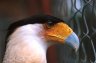 Crested Caracara (<em>Caracara cheriway</em>), Zoologico Nacional, near Carretera Masaya-Managua, NICARAGUA