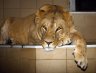 Lion (<em>Panthera leo</em>) female, Prague Zoo, Prague, CZECH REPUBLIC