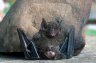 Short-tailed Leaf-nosed Bat (<em>Carollia</em> sp.), near the Rio Surutú, 3 km S of Buena Vista, BOLIVIA