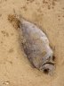 Dead fish on the beach, Bentota, SRI LANKA
