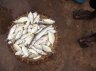 Fish market, Negombo, SRI LANKA