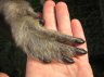 Pileated Gibbon (<em>Hylobates pileatus</em>) female, UNITED KINGDOM