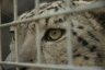 Snow Leopard (<em>Uncia uncia</em>) male, countryside zoo, EAST-EUROPE