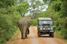 Indian Elephant (<em>Elephas maximus maximus</em>), Ruhunu-Yala NP, SRI LANKA