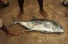 Fish market, Negombo, SRI LANKA