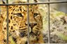 Amur Leopard (<em>Panthera pardus orientalis</em>), Antwerpen Zoo, BELGIUM