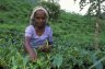 Tea picker woman, Sinharaja Reserve, SRI LANKA