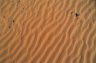 Sand dunes, Erg Chebbi, MOROCCO