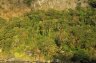 Forest around Corong Corong village, near El Nido, Palawan Island, PHILIPPINES