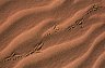 Animal tracks, Wadi Rum, JORDAN