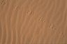 Animal tracks, Wadi Rum, JORDAN