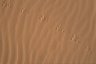 Animal tracks, Wadi Rum, JORDAN
