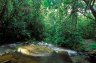 Circuit Rianasoa, Mantadia National Park, MADAGASCAR