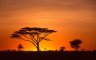 Sunrise with Acacia (<em>Acacia</em> sp.), Serengeti National Park, TANZANIA