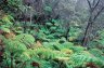 Forest near the Thurston Lava Tube (Nãhuku), Hawaii Volcanoes NP, Big Island, Hawaii, USA