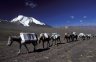 Ladakhi horsemans and the Kangyaze (6400 m) from 4900 m, LADAKH