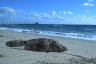 Dead fish, Deerfield Beach, FL, USA