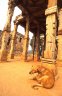 Dog (<em>Canis familiaris</em>) Qutab Minar, Delhi, INDIA