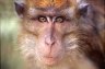 Crab-eating Macaque (<em>Macaca fascicularis palawanensis</em>), Irawan Crocodile Farming Institute and Rescue Center, Palawan Island, PHILIPPINES