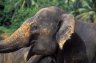 Asian Elephant (<em>Elephas maximus maximus</em>), Pinnewala Elephant Orphanage, SRI LANKA