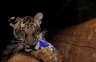 Tiger (<em>Panthera tigris</em>) juv., Si Racha Tiger Zoo, THAILAND