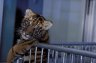 Tiger (<em>Panthera tigris</em>) juv., Si Racha Tiger Zoo, THAILAND