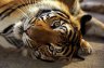 Tiger (<em>Panthera tigris</em>), Si Racha Tiger Zoo, THAILAND
