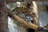 Leopard Cat (<em>Prionailurus bengalensis</em> ssp.), Khao Kheow Open Zoo, THAILAND