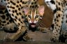 Leopard Cats (<em>Prionailurus bengalensis</em> ssp.), Angkor Zoo, Angkor, CAMBODIA