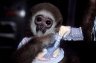 White-handed Gibbon (<em>Hylobates lar</em>) juv. female, Chiang Mai Zoo, THAILAND