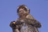 Barbary Macaque (<em>Macaca sylvanus</em>), GIBRALTAR