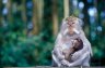 Crab-eating Macaque (<em>Macaca fascicularis</em>) female and juv., Sangeh Monkey Forest, Bali, INDONESIA