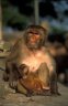 <p>Rhesus Macaque (<em>Macaca mulatta</em>), Pashupatinath, NEPAL</p>
