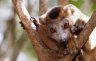 Crowned Lemur (<em>Eulemur coronatus</em>) male, near Grand Tsingy, Ankarana National Park, MADAGASCAR