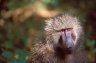 Hamadryas Baboon (<em>Papio hamadryas</em>), Manyara National Park, TANZANIA