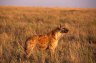 Spotted Hyena (<em>Crocuta crocuta</em>), Serengeti National Park, TANZANIA