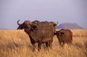 African Buffaloes (<em>Syncerus caffer</em>), Serengeti National Park, TANZANIA