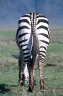 <p>Burchell’s Zebra (<em>Equus quagga burchellii</em>), Ngorongoro Crater, Ngorongoro Conservation Area, TANZANIA</p>