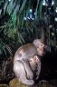 Crab-eating Macaque (<em>Macaca fascicularis</em>) female and juv., Sangeh Monkey Forest, Bali, INDONESIA