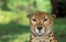 <p>2,5 years old Cheetah (<em>Acinonyx jubatus</em>) male, Safari Walk, Nairobi National Park, KENYA</p>