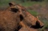 Common Warthog (<em>Phacochoerus africanus</em>), David Sheldrick Wildlife Trust, near the Nairobi National Park, KENYA