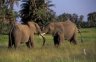 <p>African Elephants (<em>Loxodonta africana</em>), Amboseli National Park, KENYA</p>